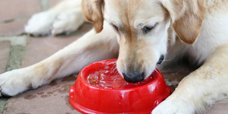 pet diabetes, cat diabetes, dog diabetes, pet health, veterinary, Animal Emergency & Referral Center of Minnesota, Internal Medicine Service