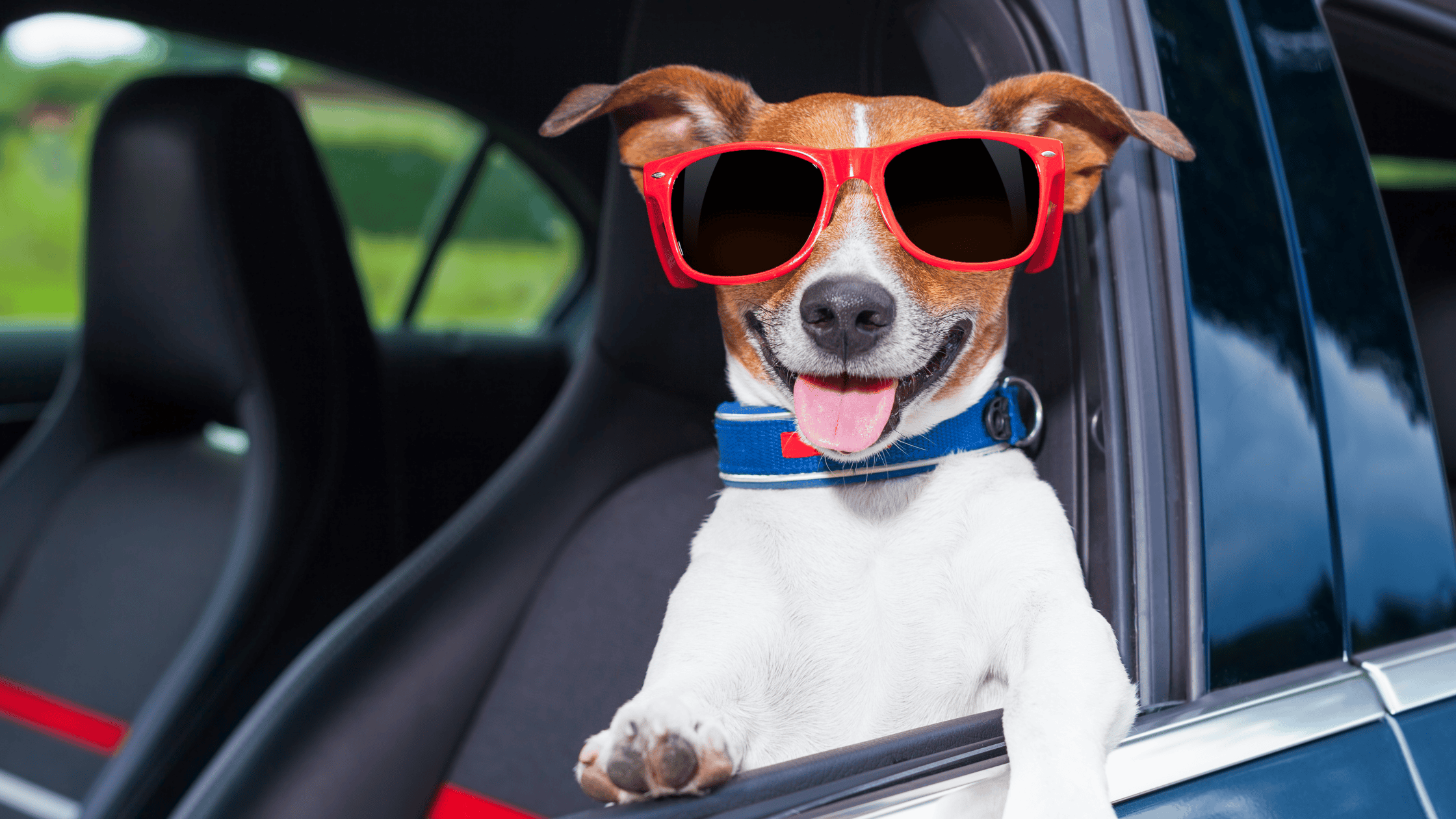 Driving in Cars with Animals | Safe Vehicle Restraints for Pets