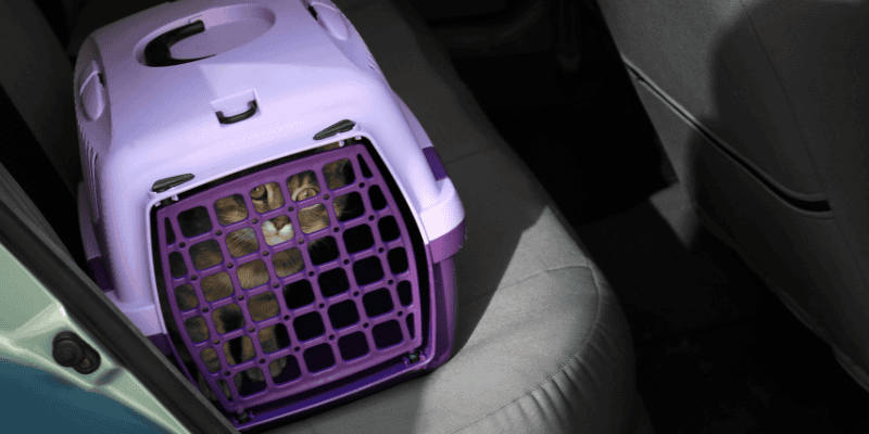 traveling with pets, pet car safety, traveling with pets, road trip with pets, pet safety, Animal Emergency & Referral Center of Minnesota