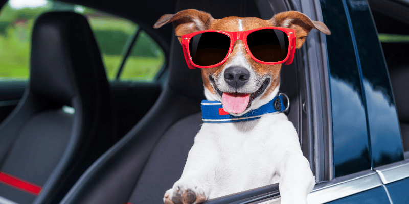traveling with pets, pet car safety, traveling with pets, road trip with pets, pet safety, Animal Emergency & Referral Center of Minnesota