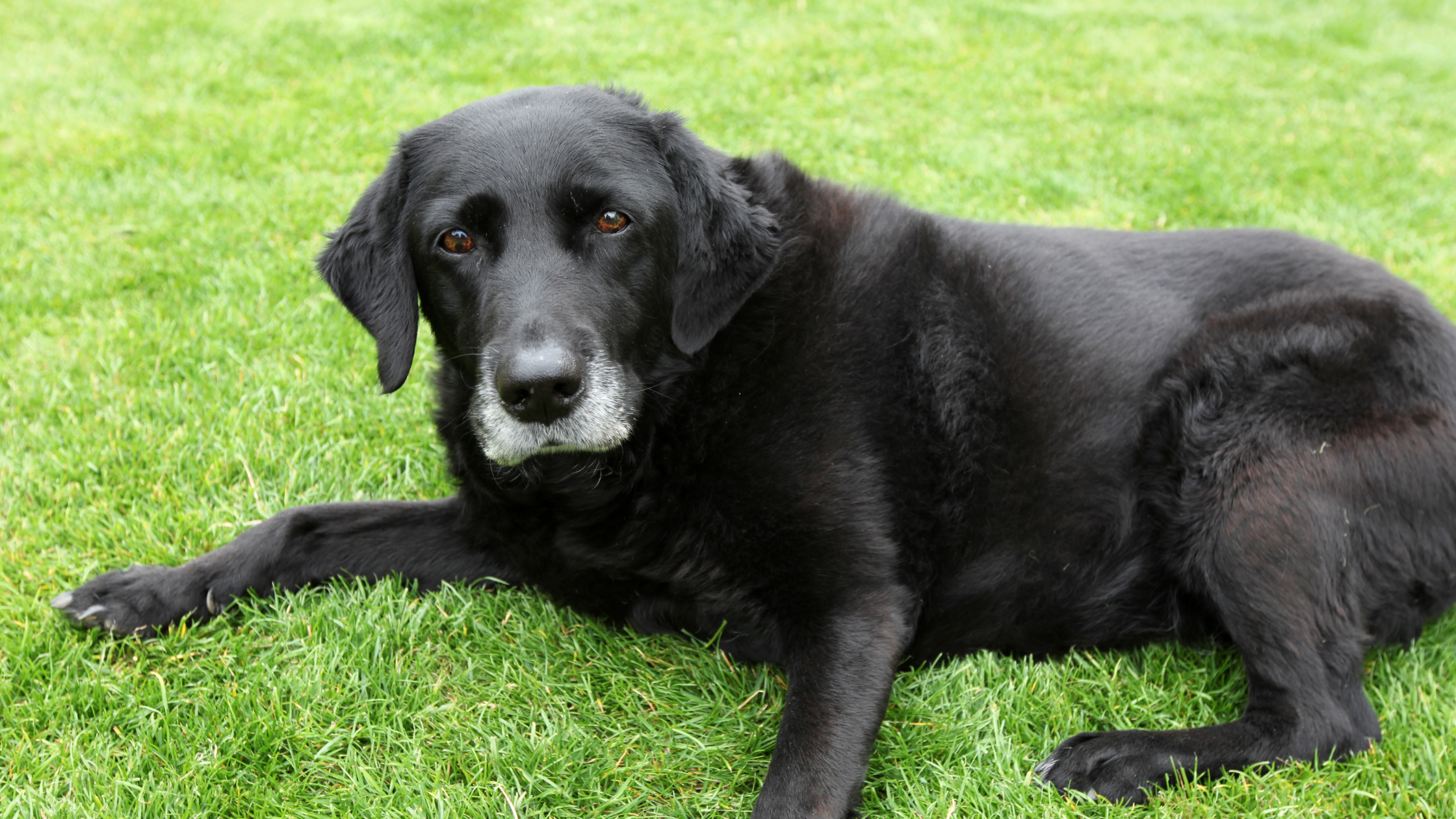 10 Reasons to Adopt a Senior Pet RIGHT NOW