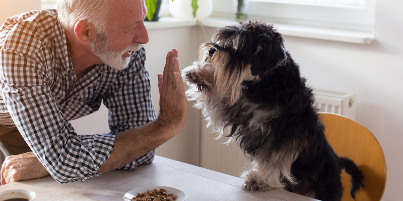senior pets, reasons to adopt senior pets, adopt pets, pet adoption, Animal Emergency & Referral Center of Minnesota