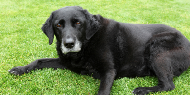 senior pets, reasons to adopt senior pets, adopt pets, pet adoption, Animal Emergency & Referral Center of Minnesota