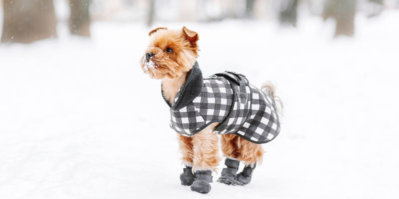 winter safety for pets, winter pet, Minnesota pets, keep pets safe from the cold, Animal Emergency & Referral Center of Minnesota