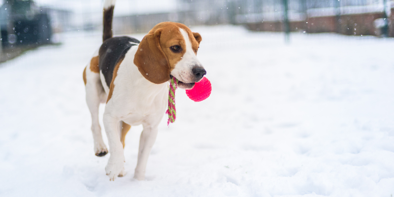 winter safety for pets, winter pet, Minnesota pets, keep pets safe from the cold, Animal Emergency & Referral Center of Minnesota