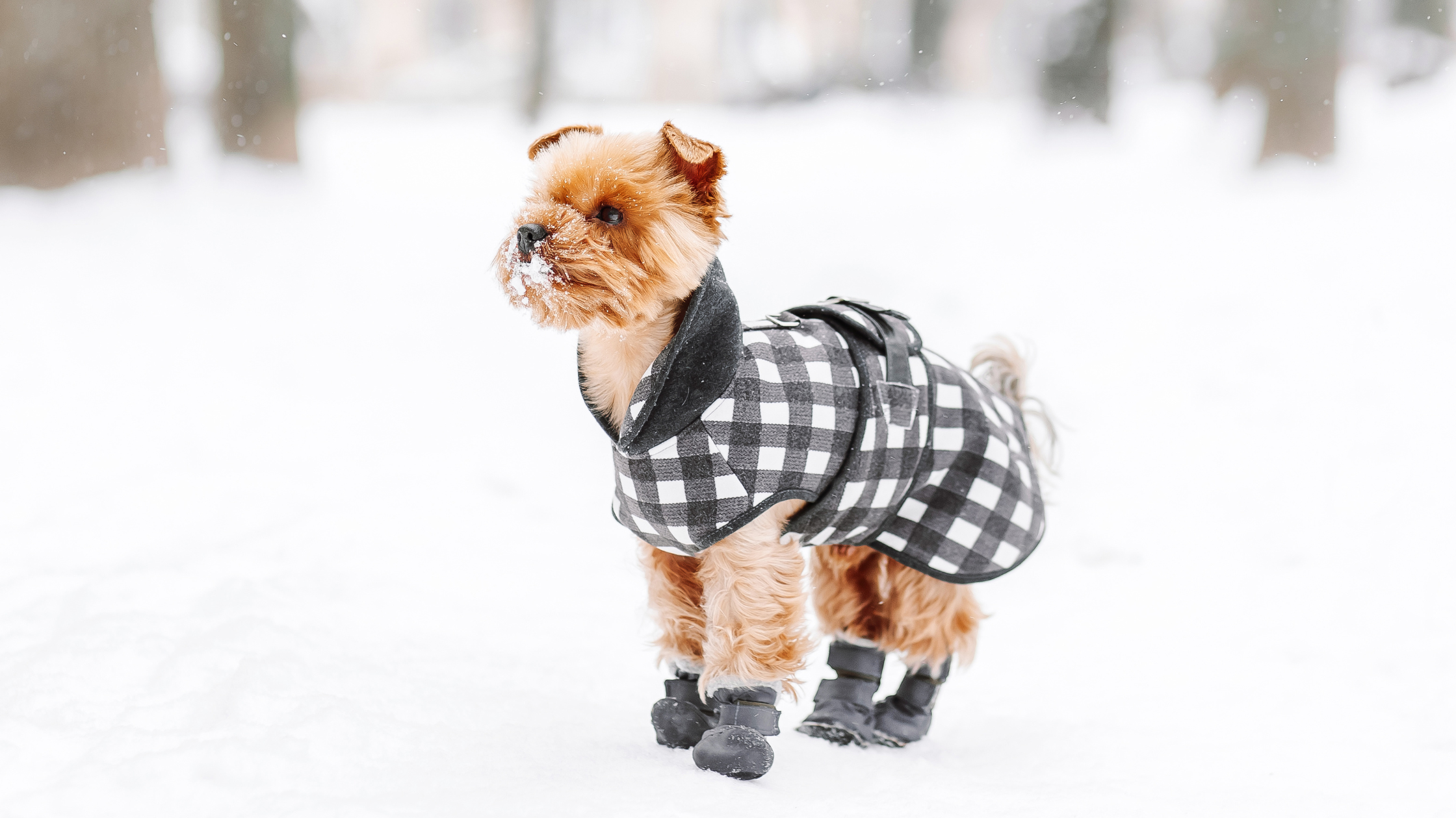 Welcome to Minne-SNOW-ta: A Winter Weather Guide for Pets