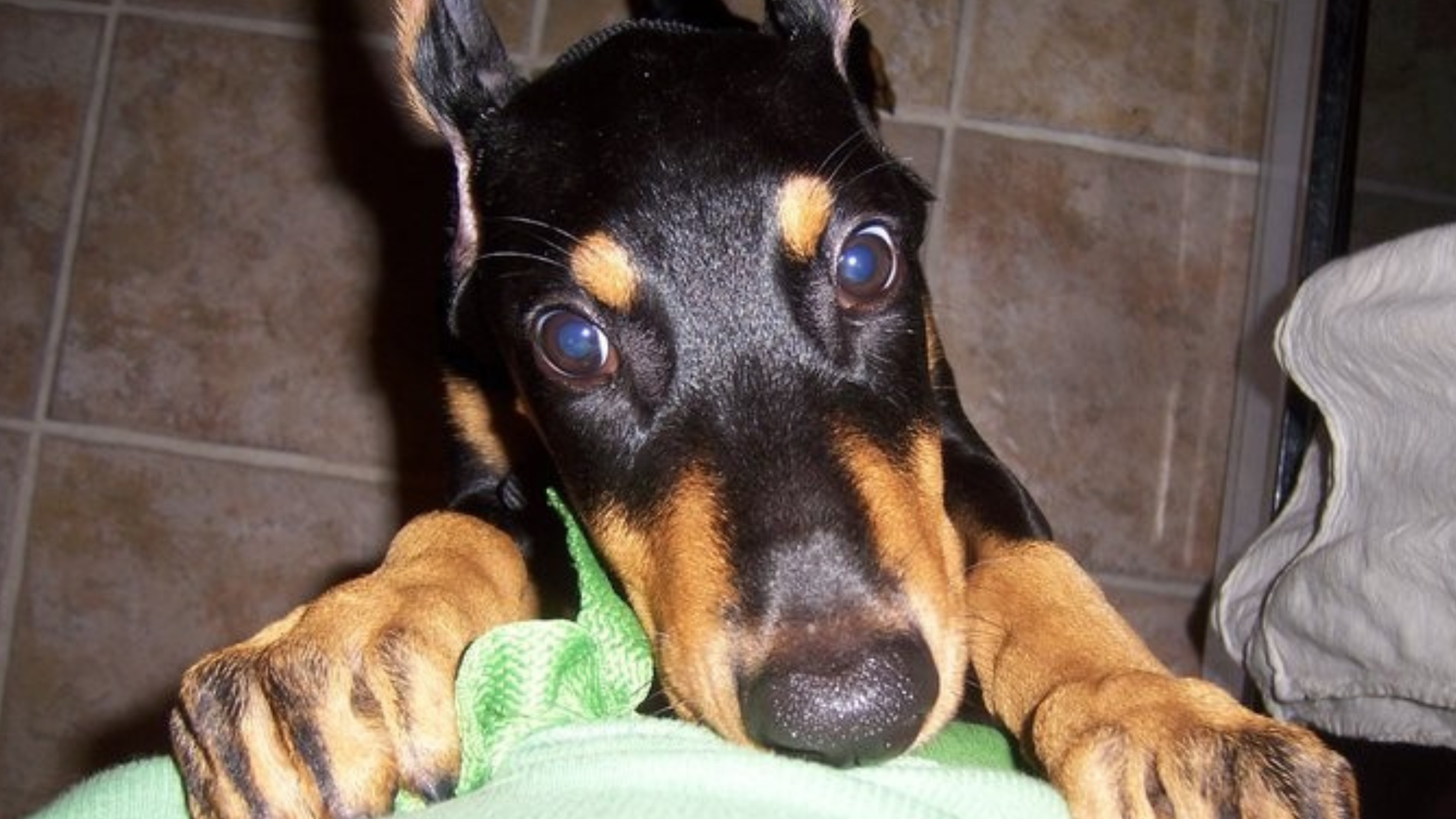 Rules for the Dog on Turkey Day | Thanksgiving Pet Safety