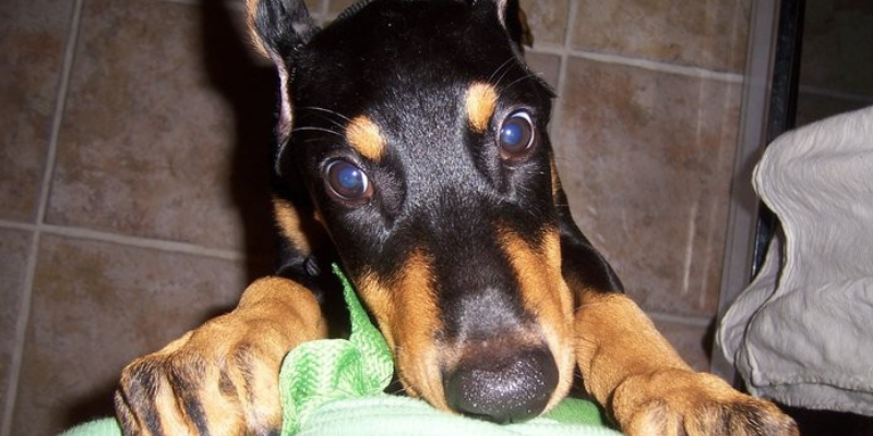 Thanksgiving pet safety, Thanksgiving pet tips, Animal Emergency & Referral Center of Minnesota