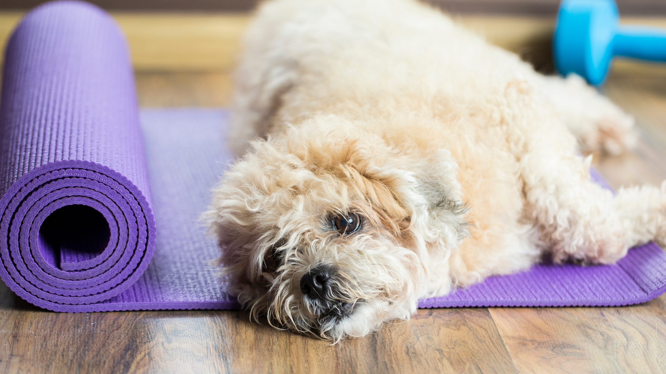 Don’t Let Your Pet Get Lazy Due to the Cold | Pet Exercises