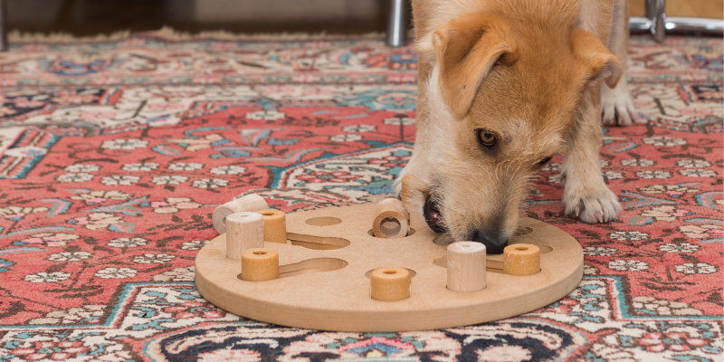 pet fitness, dog exercises, cat exercises, pet health, weight management for pets, Animal Emergency & Referral Center of Minnesota