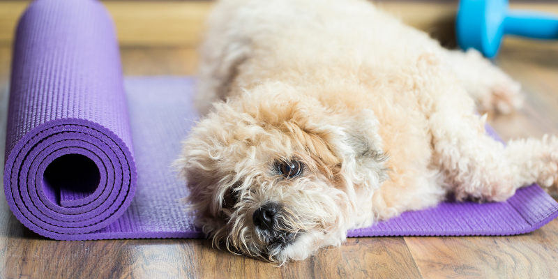 pet fitness, dog exercises, cat exercises, pet health, weight management for pets, Animal Emergency & Referral Center of Minnesota