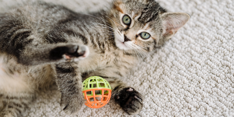 pet fitness, dog exercises, cat exercises, pet health, weight management for pets, Animal Emergency & Referral Center of Minnesota