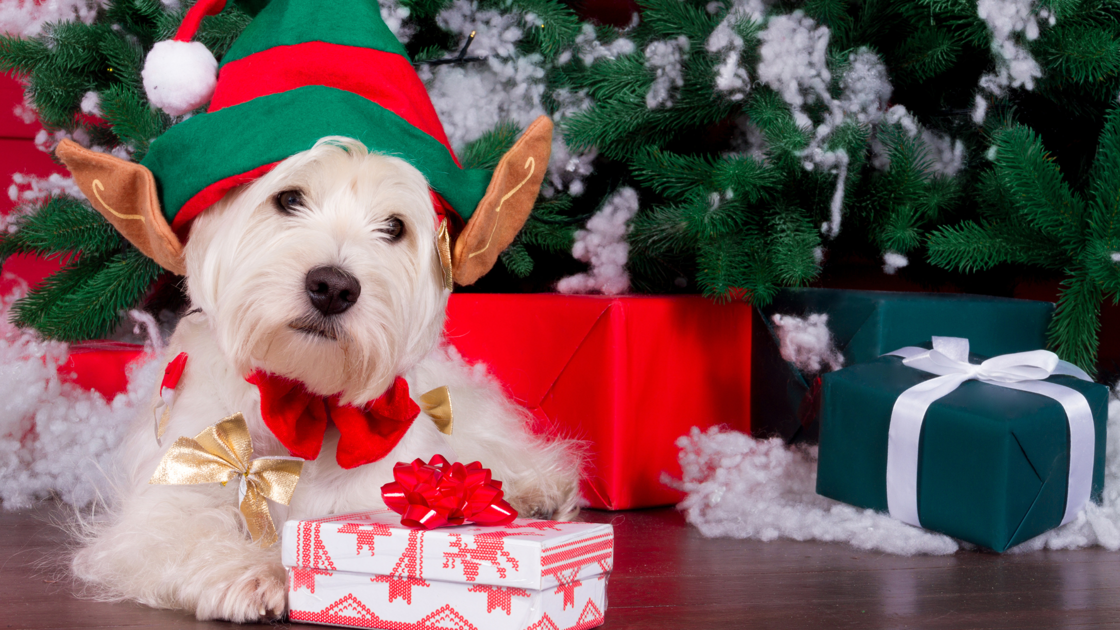 10 Purrfect Pet Presents for 2014