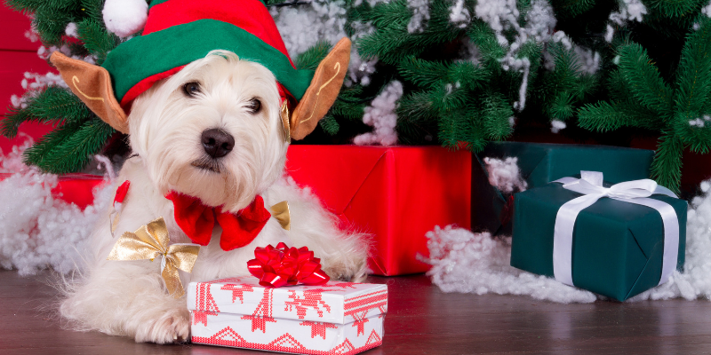 holiday gifts for pets, Christmas gifts for pets, pet gifts, Animal Emergency & Referral Center of Minnesota
