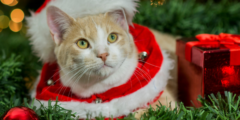 holiday gifts for pets, Christmas gifts for pets, pet gifts, Animal Emergency & Referral Center of Minnesota