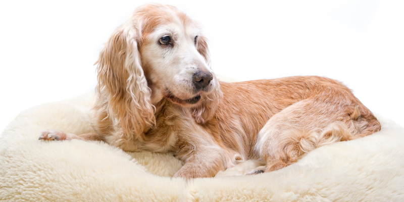 pet arthritis, pet tips, dog arthritis, cat arthritis, pet health, Animal Emergency & Referral Center of Minnesota