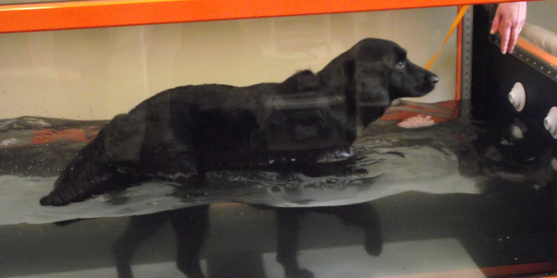 pet arthritis, pet tips, dog arthritis, cat arthritis, pet health, Animal Emergency & Referral Center of Minnesota