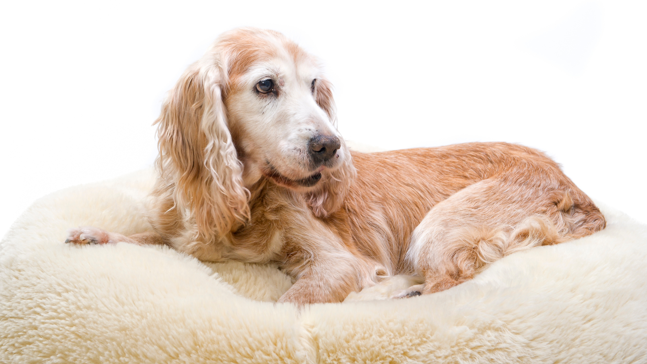 How to Help Your Pet with Arthritis this Winter