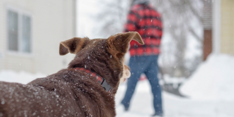 pet arthritis, pet tips, dog arthritis, cat arthritis, pet health, Animal Emergency & Referral Center of Minnesota
