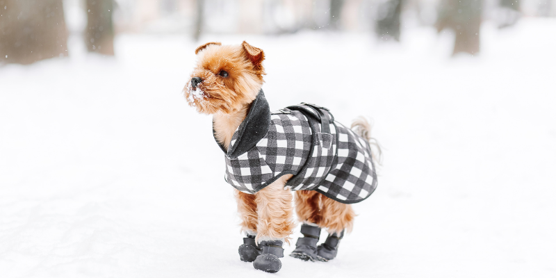 winter walks, dog winter gear, dog winter walks, pet safety, dog safety, Animal Emergency & Referral Center of Minnesota