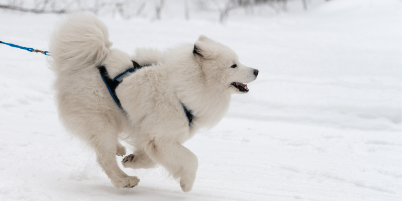 winter walks, dog winter gear, dog winter walks, pet safety, dog safety, Animal Emergency & Referral Center of Minnesota