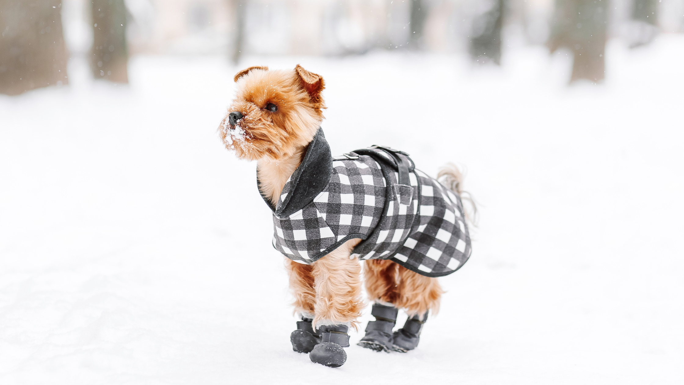 Walking Your Dog in Cold Weather: Part I