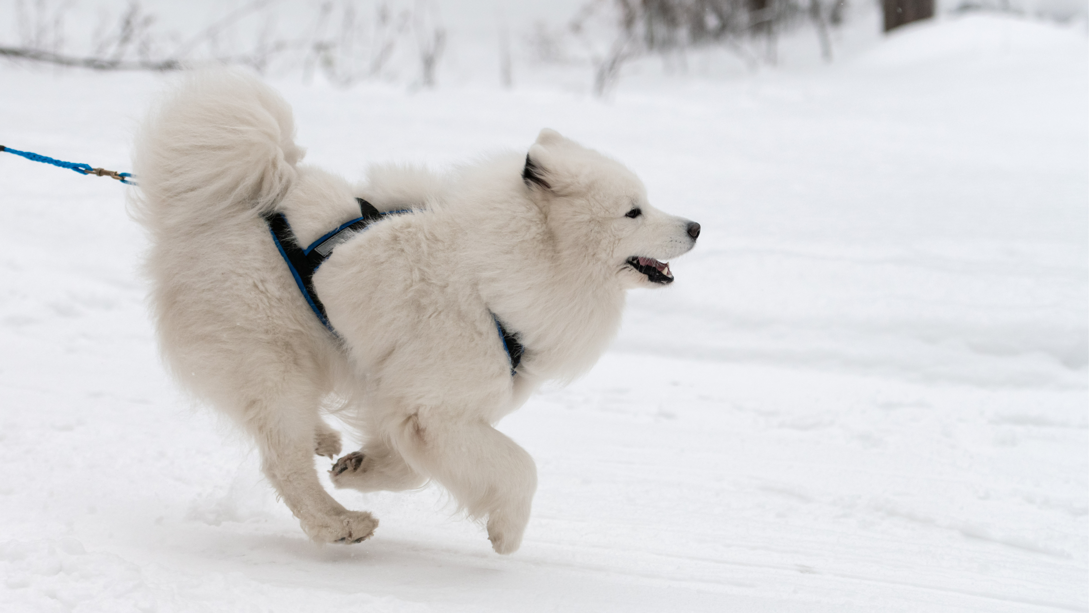 Walking Your Dog in Cold Weather: Part II