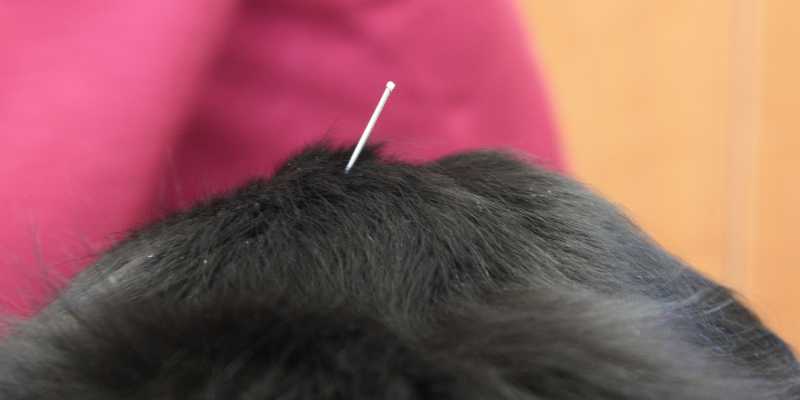 acupuncture, acupuncture for pets, pet acupuncture, veterinary acupuncture, Animal Emergency & Referral Center of Minnesota