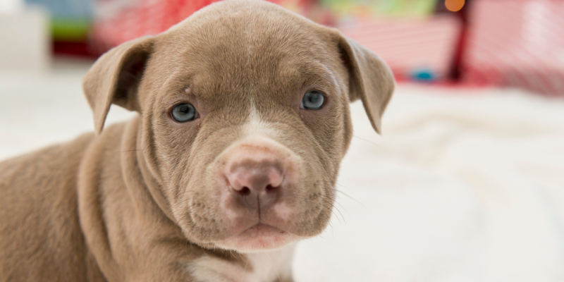 gifts for pet lovers, pet parent gifts, pet owner gifts, Animal Emergency & Referral Center of Minnesota, holiday gifts for pet owners, holiday gifts for pet lovers