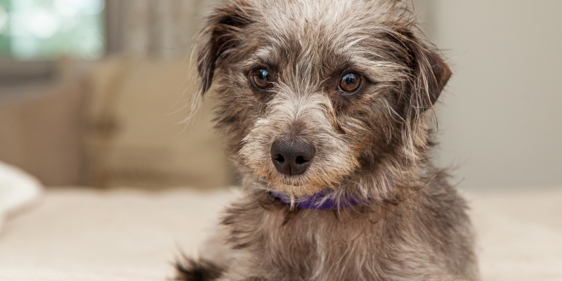 gifts for pet lovers, pet parent gifts, pet owner gifts, Animal Emergency & Referral Center of Minnesota, holiday gifts for pet owners, holiday gifts for pet lovers