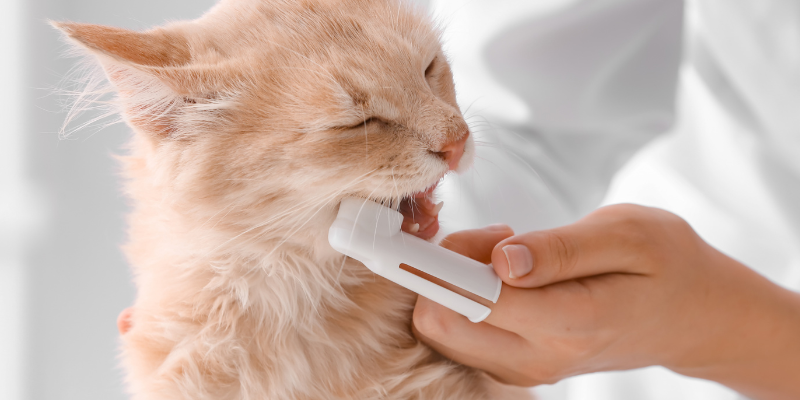 gifts for pet lovers, pet parent gifts, pet owner gifts, Animal Emergency & Referral Center of Minnesota, holiday gifts for pet owners, holiday gifts for pet lovers