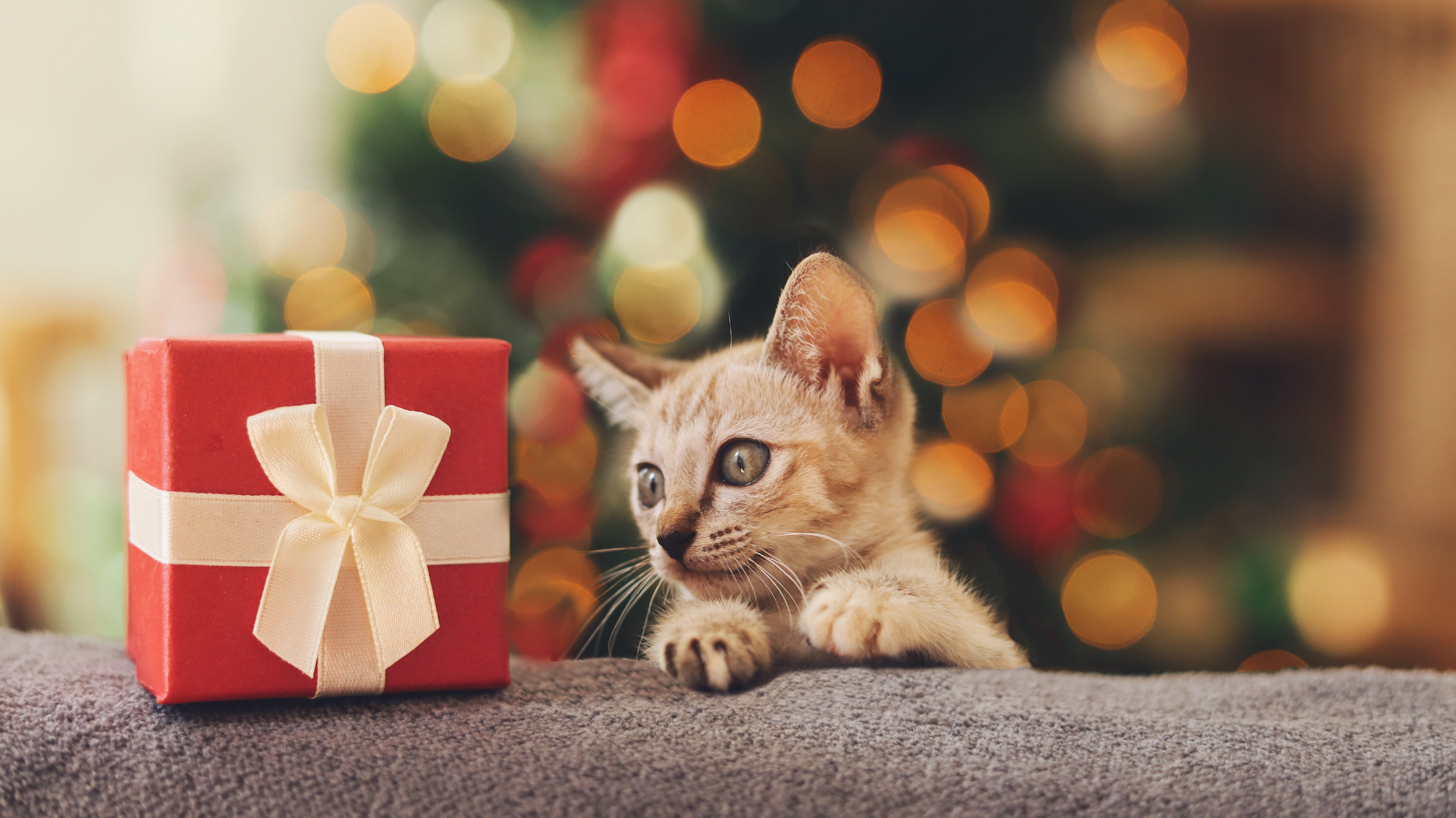 5 Purrfect Gifts for Pet Lovers