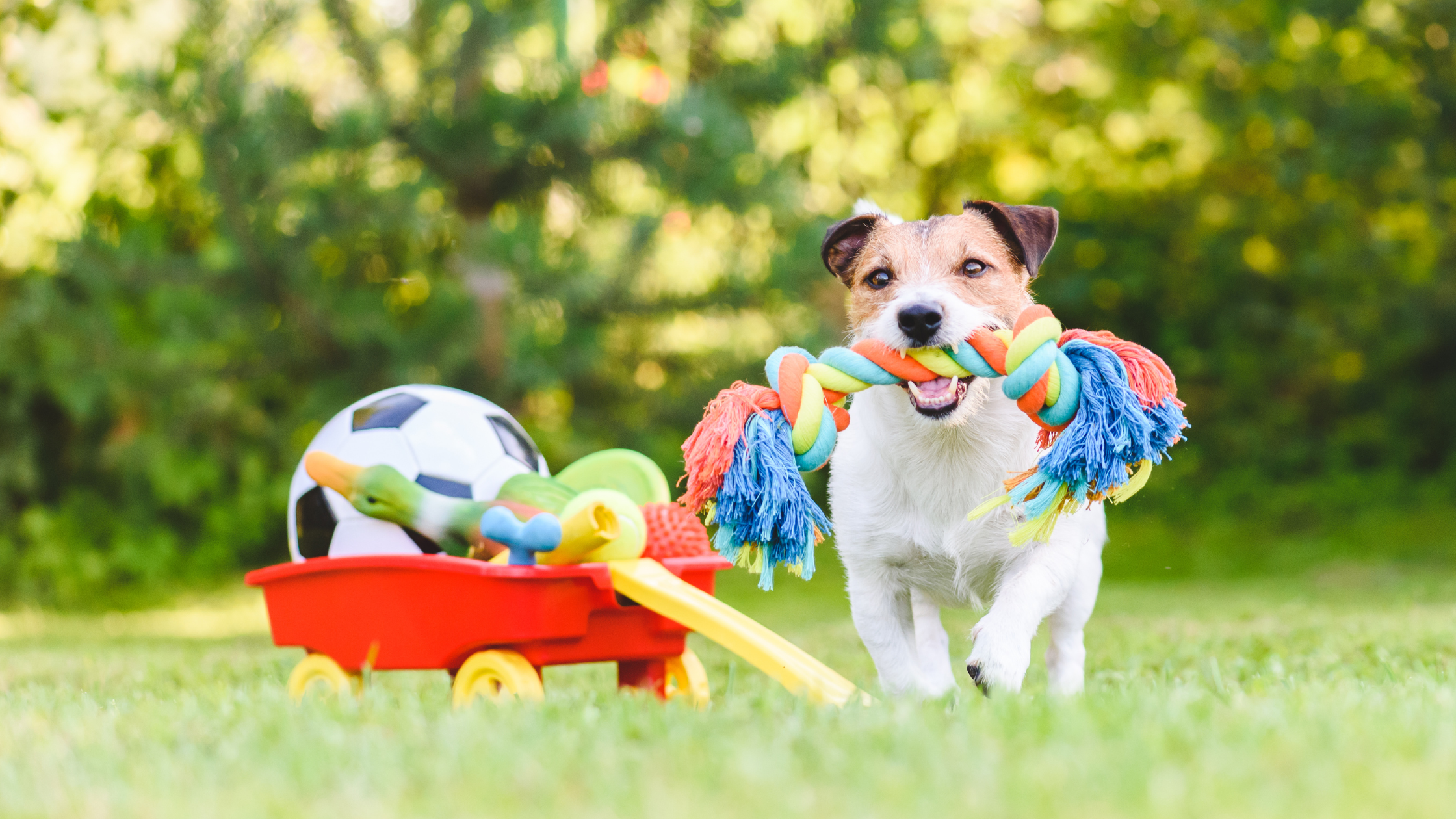 Eight Do’s and Don’ts for Your Dog’s Chew Toys