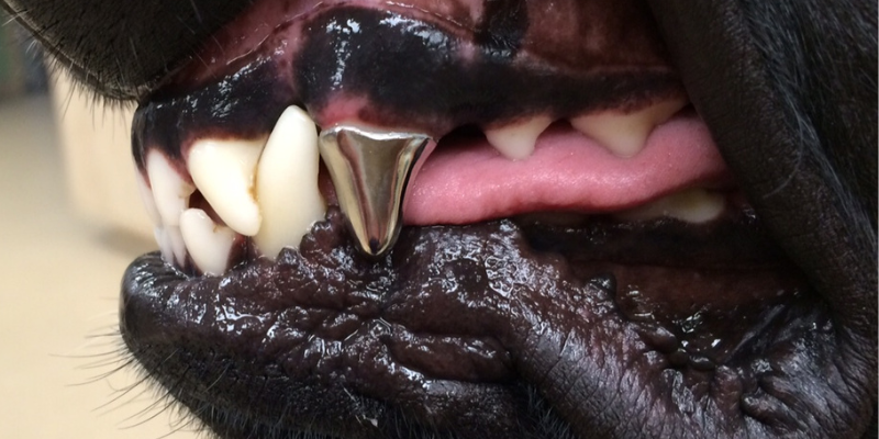 dog chew toys, chew toy safety for dogs, Dentistry & Oral Surgery, veterinary dentistry, veterinary oral surgery, Animal Emergency & Referral Center of Minnesota