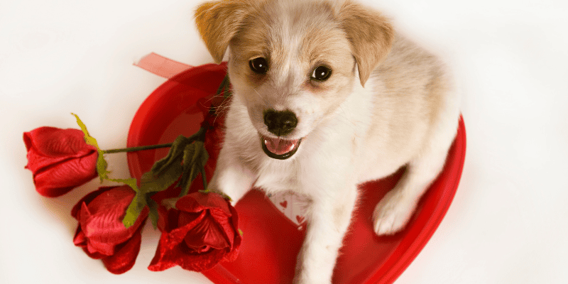 Valentine's Day pet dangers, pet health, pet hazards, pet dangers, pet emergencies, Animal Emergency & Referral Center of Minnesota, Twin Cities emergency vet, Minnesota emergency vet, pet safety tips