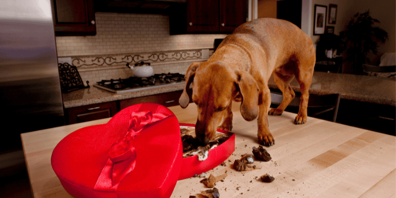 chocolate, dog eating chocolates, Valentine's Day pet dangers, pet health, pet hazards, pet dangers, pet emergencies, Animal Emergency & Referral Center of Minnesota, Twin Cities emergency vet, Minnesota emergency vet, pet safety tips