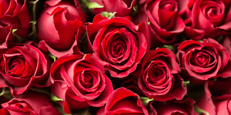 roses, Valentine's Day pet dangers, pet health, pet hazards, pet dangers, pet emergencies, Animal Emergency & Referral Center of Minnesota, Twin Cities emergency vet, Minnesota emergency vet, pet safety tips