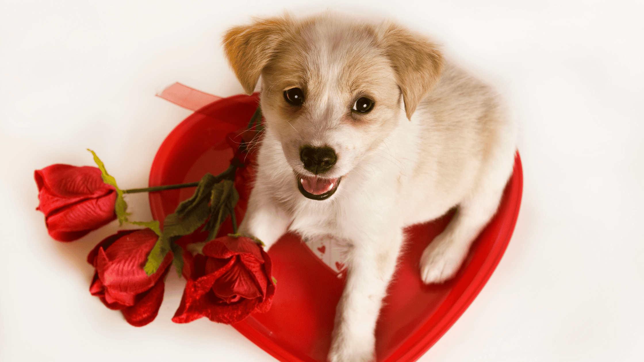 Valentine’s Day Dangers for Pets
