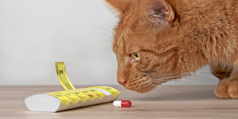 cat, sniffing, medications, pet toxins, pet poisons, poison prevention month, pet-proof your home, pet health, pet safety, veterinary emergency, pet emergency, Animal Emergency & Referral Center of Minnesota