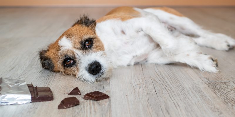 dog, sick, chocolate, pet toxins, pet poisons, poison prevention month, pet-proof your home, pet health, pet safety, veterinary emergency, pet emergency, Animal Emergency & Referral Center of Minnesota