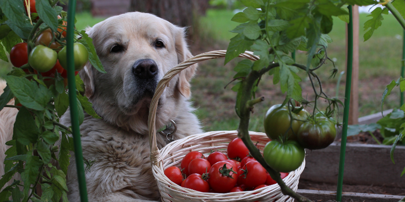 dog, garden, tomatoes, pet toxins, pet poisons, poison prevention month, pet-proof your home, pet health, pet safety, veterinary emergency, pet emergency, Animal Emergency & Referral Center of Minnesota