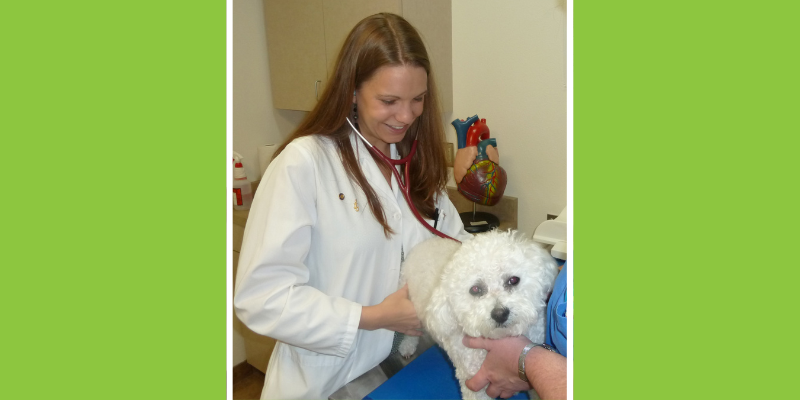 heart murmur, veterinary cardiology, board-certified veterinary cardiologist, Animal Emergency & Referral Center of Minnesota, Twin Cities veterinary cardiologist, Minnesota veterinary cardiologist, pet's heart health, pet cardiology