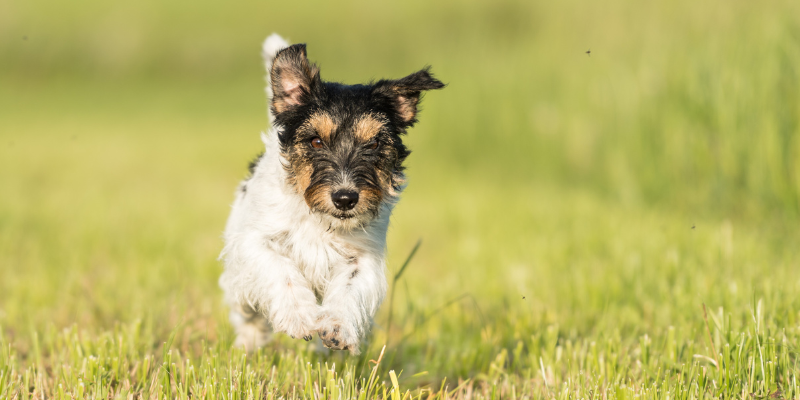 heart murmur, veterinary cardiology, board-certified veterinary cardiologist, Animal Emergency & Referral Center of Minnesota, Twin Cities veterinary cardiologist, Minnesota veterinary cardiologist, pet's heart health, pet cardiology
