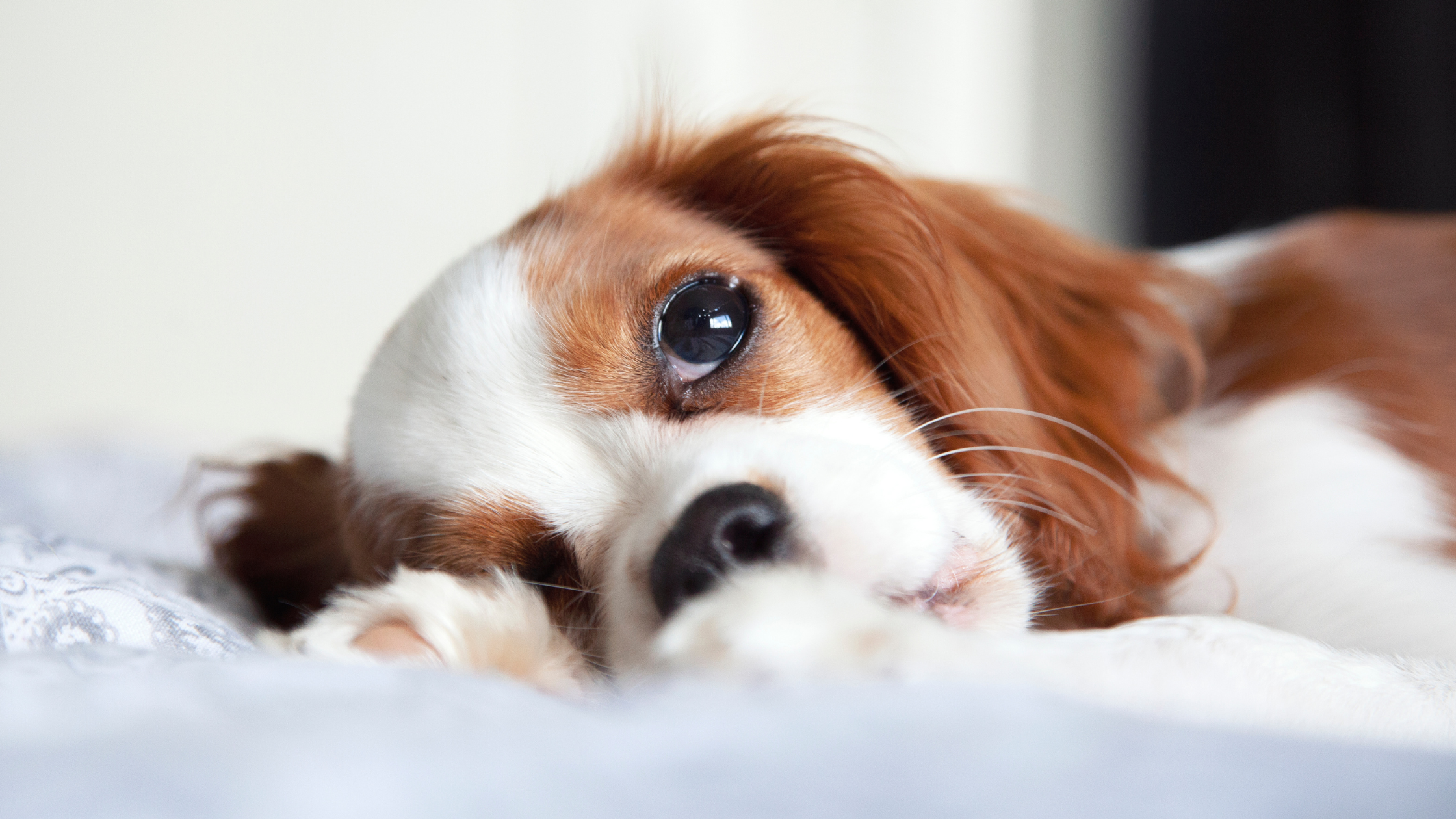 What You Need to Know about Your Pet’s Heart Murmur