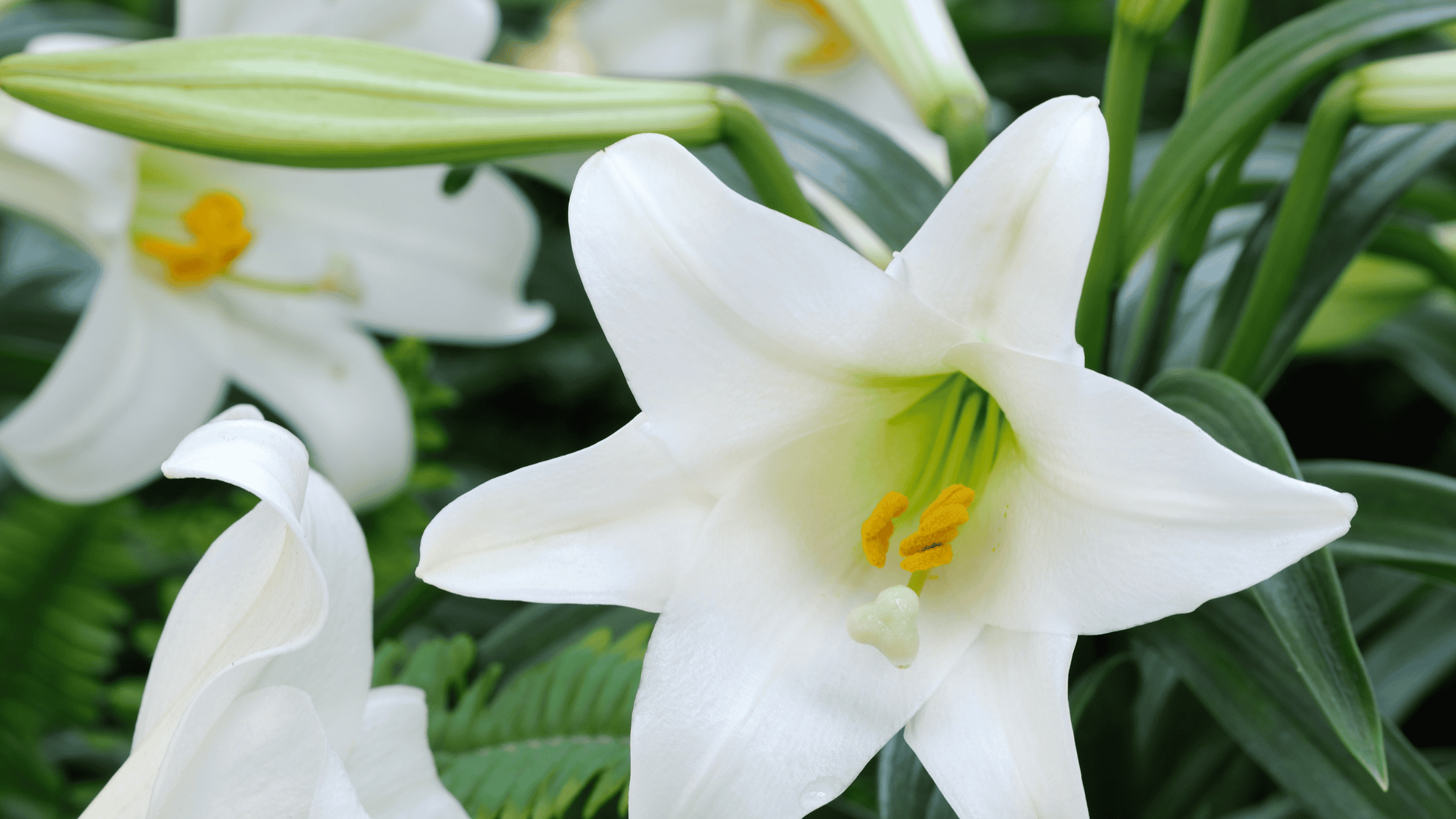 Save a Cat This Spring | Understanding Lily Toxicity in Cats