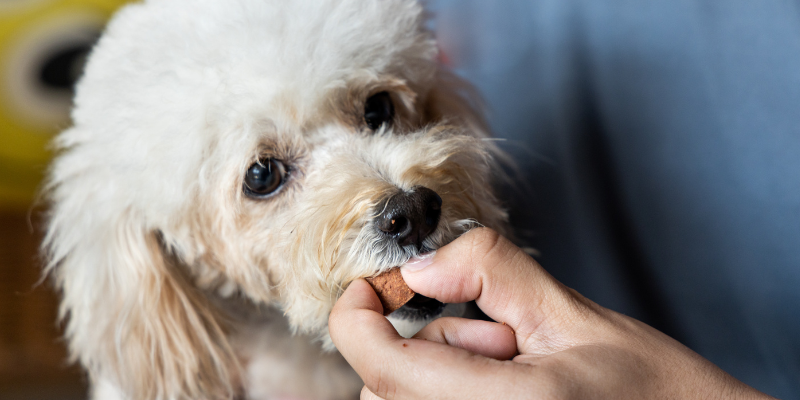 heartworm disease, pets, pet health, veterinary, pet emergency, Animal Emergency & Referral Center of Minnesota