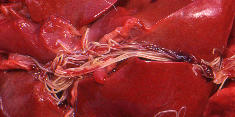 heartworm disease, pets, pet health, veterinary, pet emergency, Animal Emergency & Referral Center of Minnesota