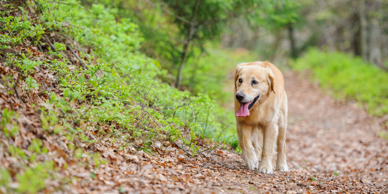 heartworm disease, pets, pet health, veterinary, pet emergency, Animal Emergency & Referral Center of Minnesota