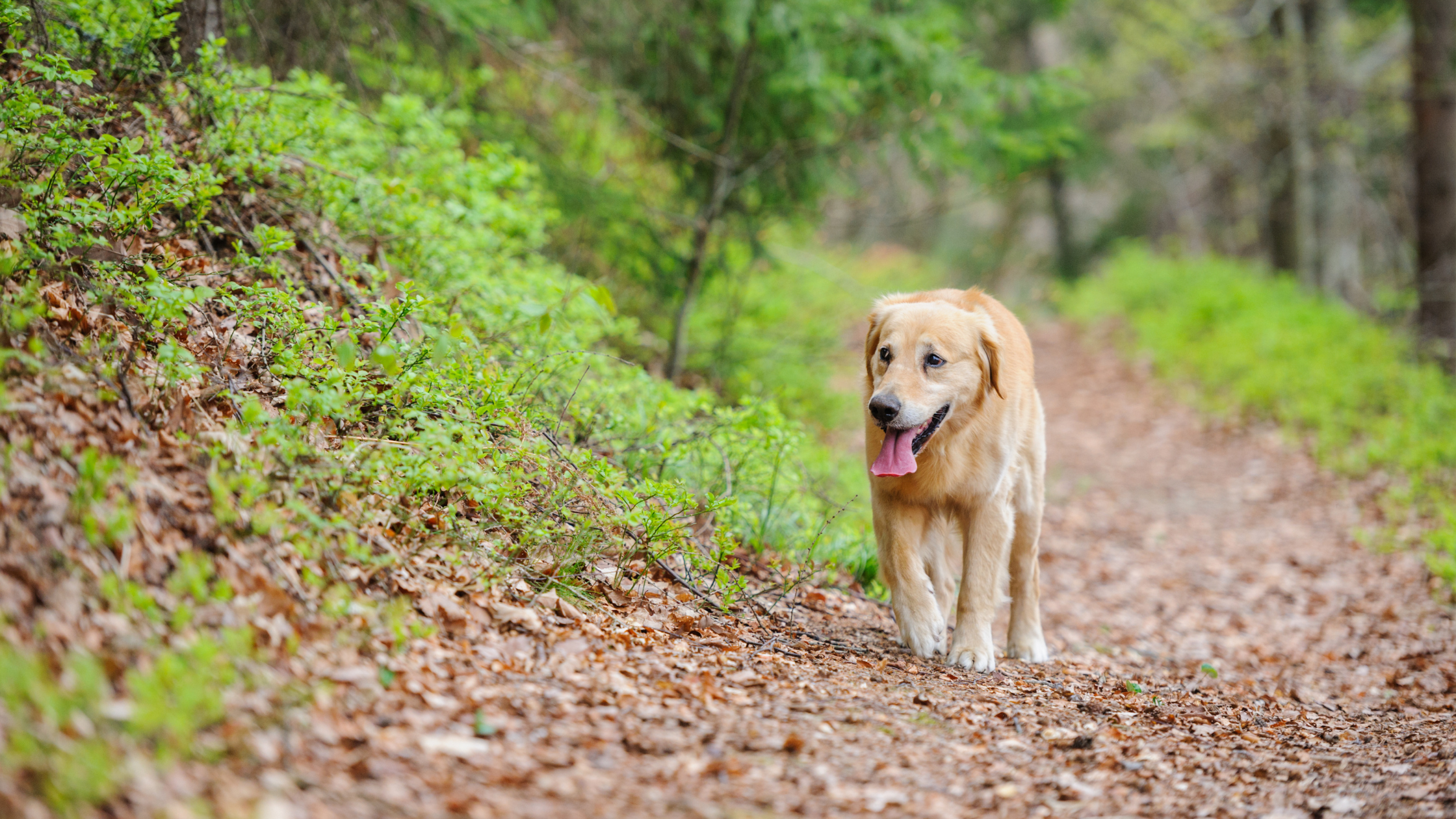 What You Need to Know about Heartworm Disease