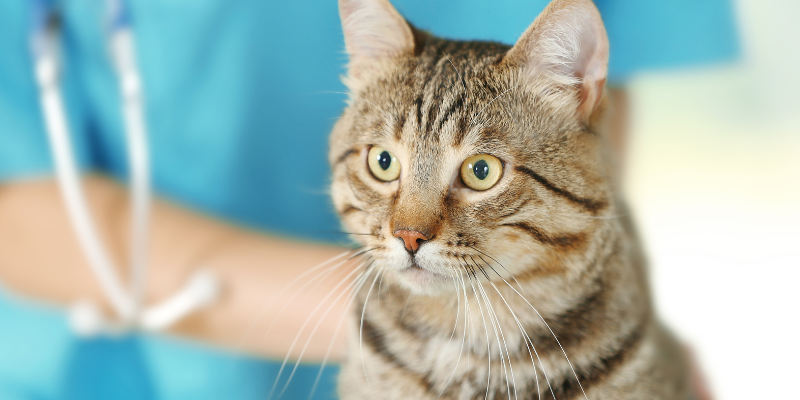 cat allergies, cat food allergy, cat environmental allergy, hair loss in cats, AERC Dermatology, Animal Emergency & Referral Center of Minnesota